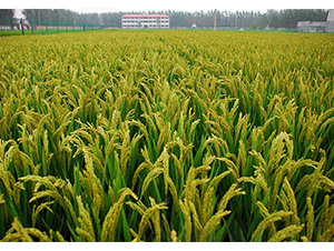 ���S5̖(h��o)����DƬ-�SԴ�N��