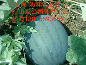 ��������-���ϷN��-ӳɽ��