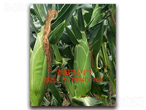 ̩ꖻ�6̖-ˮ�����׷N��-ӳɽ��