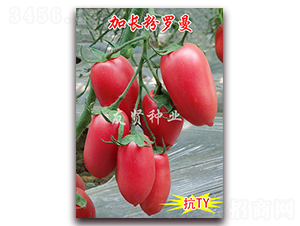 ���L(zh��ng)���_��-���͹����ѷN��-���t�N�I(y��)