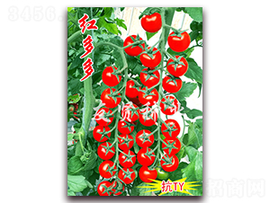 �t���-�tɫ����С���ѷN��-���t�N�I(y��)