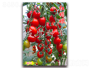 �t����-�tɫ����С���ѷN��-���t�N�I(y��)