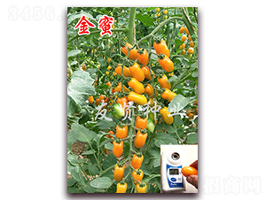 ����-�Sɫ����С���ѷN��-���t�N�I(y��)