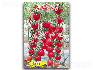 �ۋ�3̖(h��o)-��TY��������С���ѷN��-���t�N�I(y��)