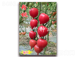 ����-��TY��������С���ѷN��-���t�N�I(y��)