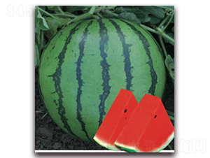 ������-���ϷN��-�Ƶ���