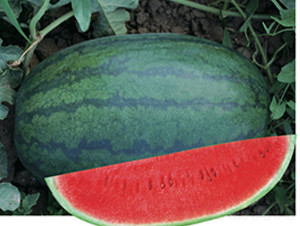 �S����̖(h��o)-���ϷN��-�Ƶ���