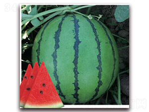 ������-���ϷN��-�Ƶ���