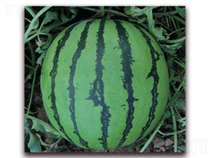 ���x��ѣ�84-24��-���ϷN��-�Ƶ���