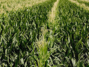 ͨƽ198-ƽ���N�I(y��)