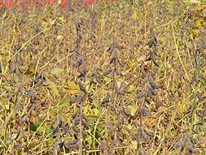 ƽ����16̖(h��o)-ƽ���N�I(y��)