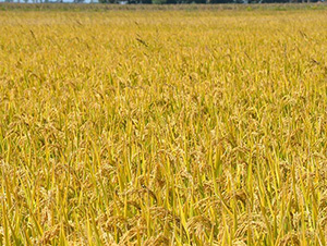 ƽ������13-ƽ���N�I(y��)