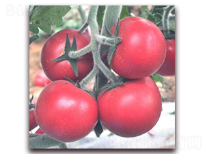 ëT-��TY���ѷN��-ɣ�r(n��ng)�N�I(y��)