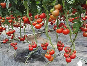 ɣ�r(n��ng)R144-��TY���ѷN��-ɣ�r(n��ng)�N�I(y��)