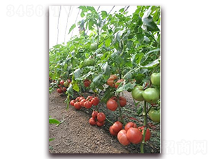 ɣ�r(n��ng)��24-��TY���ѷN��-ɣ�r(n��ng)�N�I(y��)