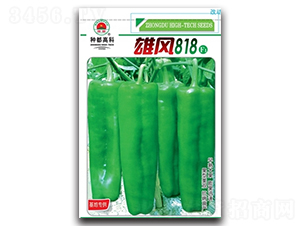 雄風(fēng)818-辣椒種子-高科種業(yè)