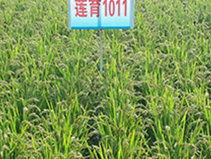 ɏ��1011-ˮ���N��-ɏ�R�r(n��ng)�I(y��)