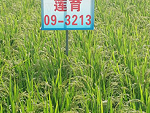 ɏ��09-3213-ˮ���N��-ɏ�R�r(n��ng)�I(y��)