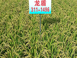 ����311-1496-ˮ���N��-ɏ�R�r(n��ng)�I(y��)