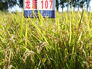 ����107-ˮ���N��-ɏ�R�r(n��ng)�I(y��)