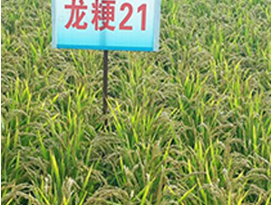 ����21-ˮ���N��-ɏ�R�r(n��ng)�I(y��)