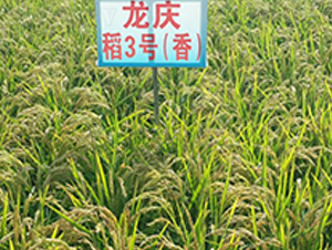 龍慶稻3號(hào)-水稻種子-蓮匯農(nóng)業(yè)