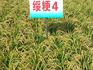 綏粳4-水稻種子-蓮匯農(nóng)業(yè)