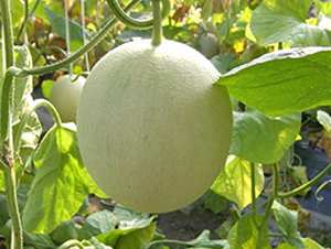 �G���W(w��ng)�y���-��ϷN��-���\�N��