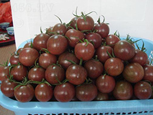 ����20С���ѣ������飩F1-���ѷN��-���\�N��