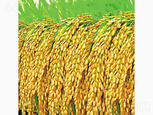 ����4̖-�Rɽ�N�I(y��)