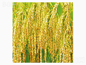 ����2̖-�Rɽ�N�I(y��)