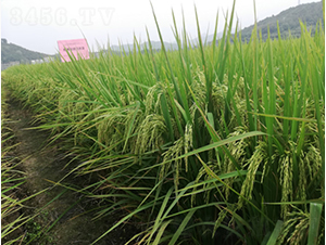 Ұ�マ(y��u)���½z��-�G���N�I(y��)