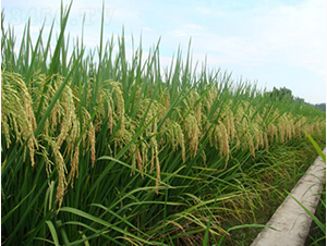 Ұ�マ(y��u)�ͽz-�G���N�I(y��)