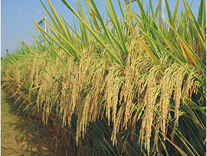 Ұ�マ(y��u)2̖-�G���N�I(y��)