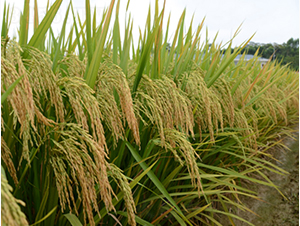 �G����(y��u)�z��-�G���N�I(y��)