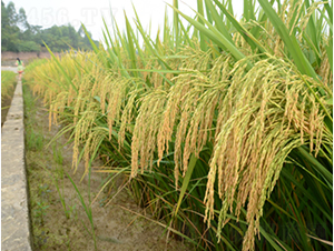 ��ռ��(y��u)1̖-�G���N�I(y��)