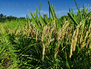 綠海優(yōu)星星絲苗-綠海種業(yè)