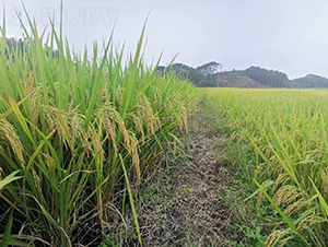 綠海優(yōu)巴絲-綠海種業(yè)