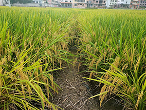 高峰優(yōu)5號-綠海種業(yè)