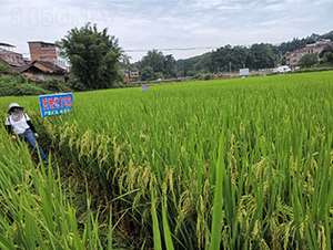 更香優(yōu)703-綠海種業(yè)