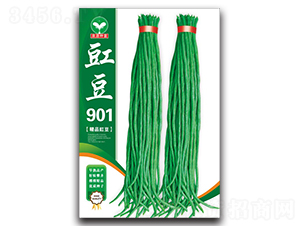 豇豆901-豆角種子-泉源