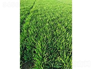 ¡ƽ��9118-�A��N�I(y��)