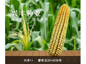 興豐11-興豐種業(yè)