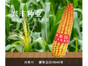 興豐15-玉米種子-興豐種業(yè)