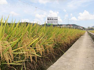 ¡�Ƀ�(y��u)1686-�s���е�-���A�N�I(y��)