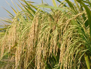 �A�Ƀ�(y��u)164-�s������-���A�N�I(y��)