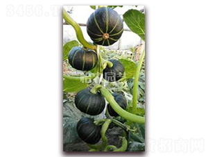 С�G�Ϲ�-�ϹϷN��-���r(n��ng)�@ˇ