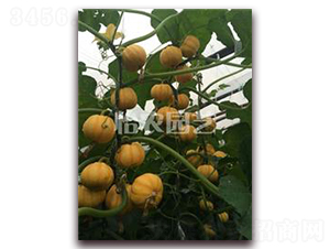 С�۹�-�ϹϷN��-���r(n��ng)�@ˇ