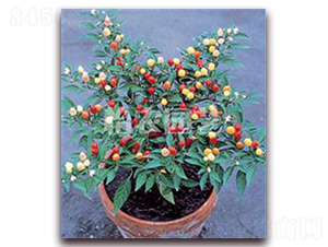 ������-�ϹϷN��-���r(n��ng)�@ˇ