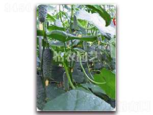 ��ɯ14F1-�S�ϷN��-���r(n��ng)�@ˇ